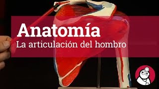 🥇 ARTICULACION DE LA RODILLA ¡Explicación Sencilla [upl. by Milinda]