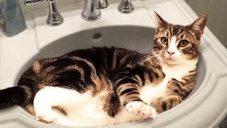 Cute and Funny Cat Videos to Keep You Smiling 🐱 [upl. by Dyun749]