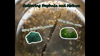 How To Culture Daphnia and Moinas using Green Water Spirulina powder [upl. by Kcirttap577]