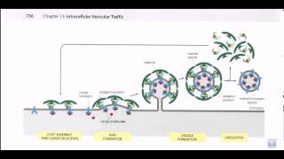 Vesicle formation [upl. by Reneta]