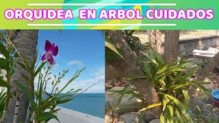 ORQUÍDEAS EN ÁRBOL Y SUS CUIDADOS COMO CUIDAR ORQUÍDEAS EN ÁRBOLES O RAMAS [upl. by Hesper]