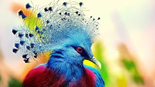 Most Beautiful  Victoria Crowned Pigeon [upl. by Keeley404]