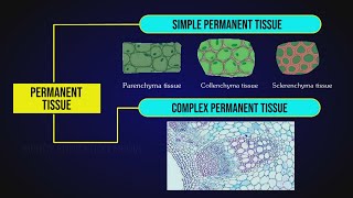 What are Permanent Tissues  Simple Tissue  Parenchyma Collenchyma amp Sclerenchyma [upl. by Halil]