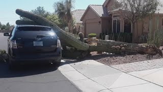 Stressed out saguaros What is causing massive cacti to fall over [upl. by Shaeffer806]