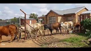 Boran and Nguni herd [upl. by Snave]