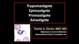 Blood and Tissue Flagellates Trypomastigote Epimastigote Promastigote and Amastigote [upl. by Irep]