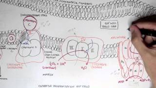 Part II  Oxidative Phosphorylation Electron Transport Chain [upl. by Aiyekal2]