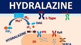 Hydralazine  How it acts as vasodilator [upl. by Goda244]