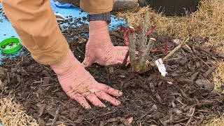 Planting Potted Roses [upl. by Keslie]