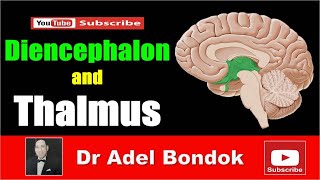 Diencephalon and Thalamus Dr Adel Bondok [upl. by Haldane]