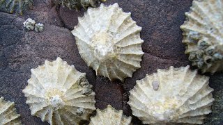 Facts Limpets [upl. by Rehtnug]