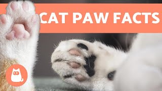 10 FUN FACTS About CAT PAWS 🐾🐱 Find Out More [upl. by Moretta]