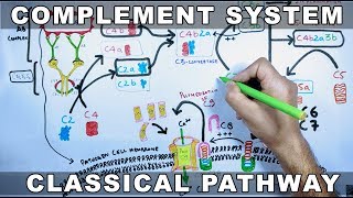 Complement System  Classical Pathway [upl. by Seabrooke]