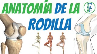 Articulación de la Rodilla  Explicación Completa y Sencilla con modelo en 3D [upl. by Reprah]