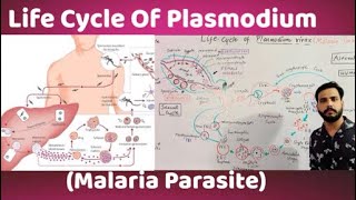 Life Cycle Of Plasmodium vivaxMalaria parasite [upl. by Gravante]