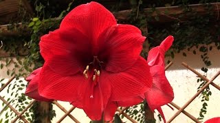 How to Make Your Amaryllis Bloom Again [upl. by Neirda]