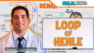 Renal  Loop of Henle [upl. by Nolita]