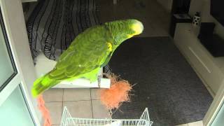 pappagallo parlanteamazzone fronte bluBluefronted Amazon Parrot talking [upl. by Eliak656]