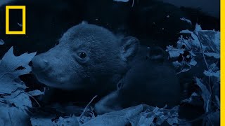 Bear Cubs Emerge From the Den  National Geographic [upl. by Murdock]