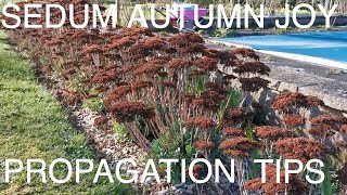 How to Grow Sedum Autumn Joy [upl. by Vergne]