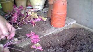 Propagating Heucheras from old plants [upl. by Gracye]