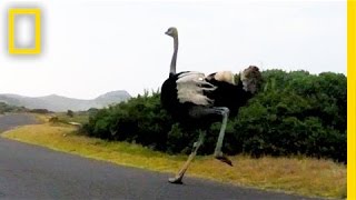 Ostrich Chases Cyclists in South Africa  National Geographic [upl. by Aniale]