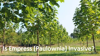 Is Empress Paulownia invasive [upl. by Gaylord]