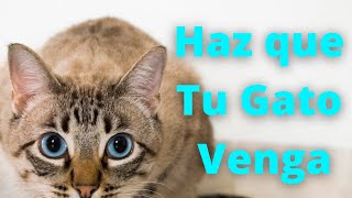 📣 Sonidos Para que tu Gato Venga  Maullidos y Purrs Para Atraer a Tu Gato Cuando Se Esconda 🐈 [upl. by Shifrah272]