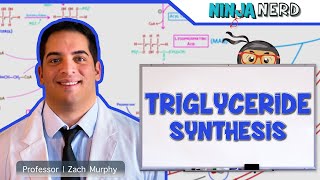 Metabolism  Triglyceride Synthesis [upl. by Ahter955]