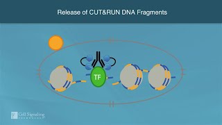 How CUTampRUN Profiles Chromatin  Cell Signaling Technology [upl. by Amyaj]