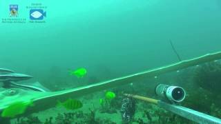 A Long Comb Sawfish Pristis zijsron on a stereoBRUV in the Pilbara Western Australia [upl. by Naejamron135]