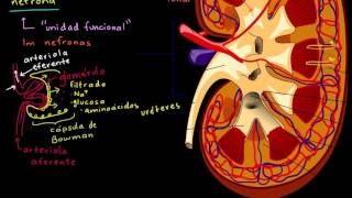 ¿Cómo se realiza la biopsia de próstata [upl. by Liberati]