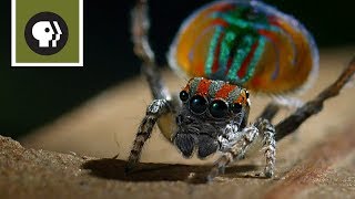 Peacock Spider Mating Dance [upl. by Ahsiuqram]