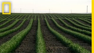 Drones and the Future of Farming  National Geographic [upl. by Nnel187]