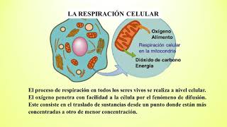 La respiración en los seres vivos [upl. by Ihsar]