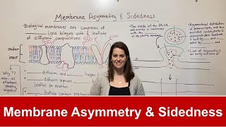 Membrane Asymmetry and Sidedness [upl. by Adnama172]