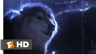 Lassie 39 Movie CLIP  Lassie vs Wolf 1994 HD [upl. by Olds]