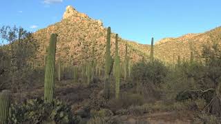 Saguaro National Park Arizona [upl. by Emile]