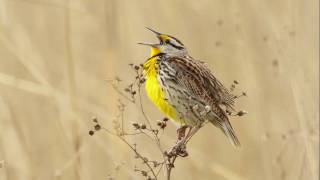 Eastern Meadowlark Portait [upl. by Courtland]