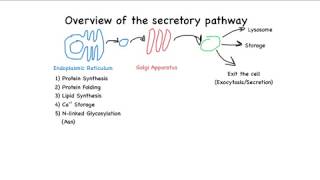 Overview of the secretory pathway [upl. by Acihsay996]