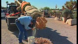 How To Transplant A Saguaro Cactus [upl. by Annawak]