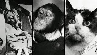 10 Animals That Went to Space [upl. by Anette]