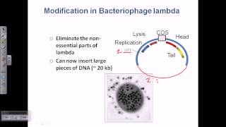 Cloning vector lamda phage vector [upl. by Brina]