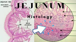 Histology of Jejunum [upl. by Rollecnahc]