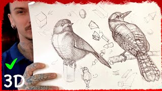 comment dessiner des oiseaux Débutants friendly [upl. by Burney]