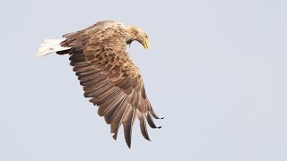 Seeadler Fischadler und Baumfalke im Flug [upl. by Pippo]