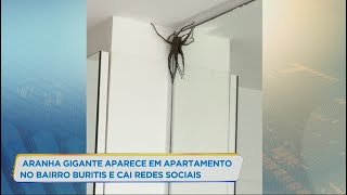 Aranha gigante aparece em apartamento de bairro nobre de BH [upl. by Enamart625]