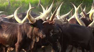 ANKOLE LONG HORNED CATTLE AT SUN RAISE [upl. by Lenahs]