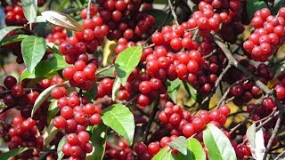 Berry picking and foraging  Survival food Autumn olives  How to make Autumn olive jelly [upl. by Enilrae]