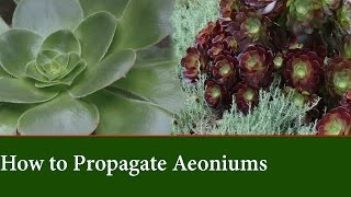 How to Propagate Aeonium from Cuttings [upl. by Curzon]